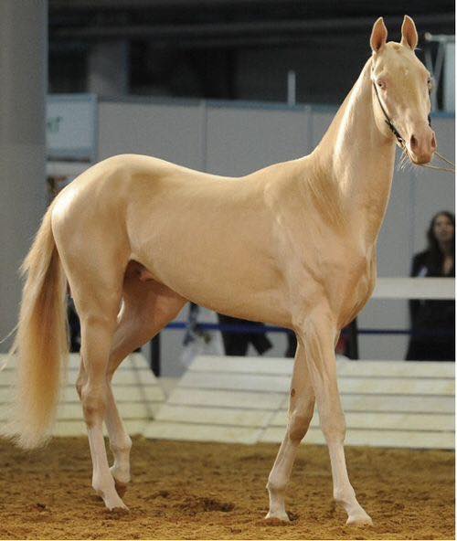 Akhal-Teke Horses